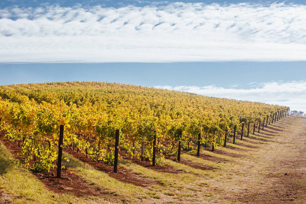 Fall into paradise - Wines of the King Valley