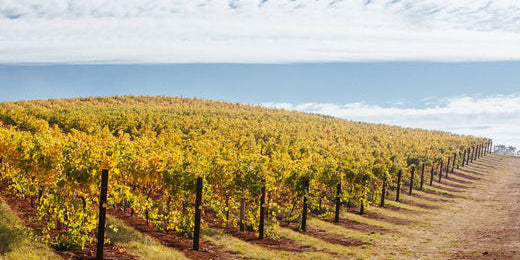 Your 2022 Guide to the King Valley Wine Region VIC