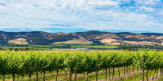 Your 2022 Guide to the McLaren Vale Wine Region SA