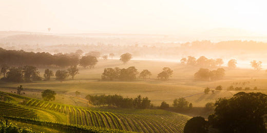 Your 2025 Guide to the Hunter Valley Wine Region NSW