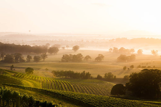 Your 2025 Guide to the Hunter Valley Wine Region NSW