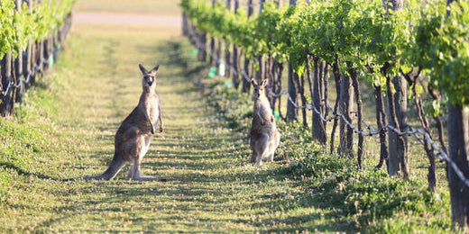 Your 2022 Guide to the Margaret River Wine Region WA