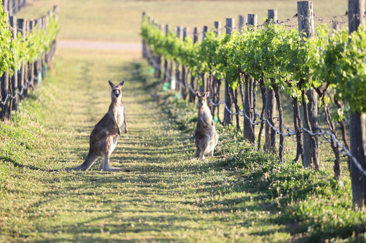 Your 2022 Guide to the Margaret River Wine Region WA