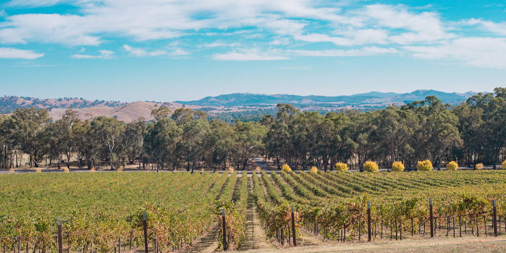 Your 2025 Guide to the Bendigo Wine Region VIC