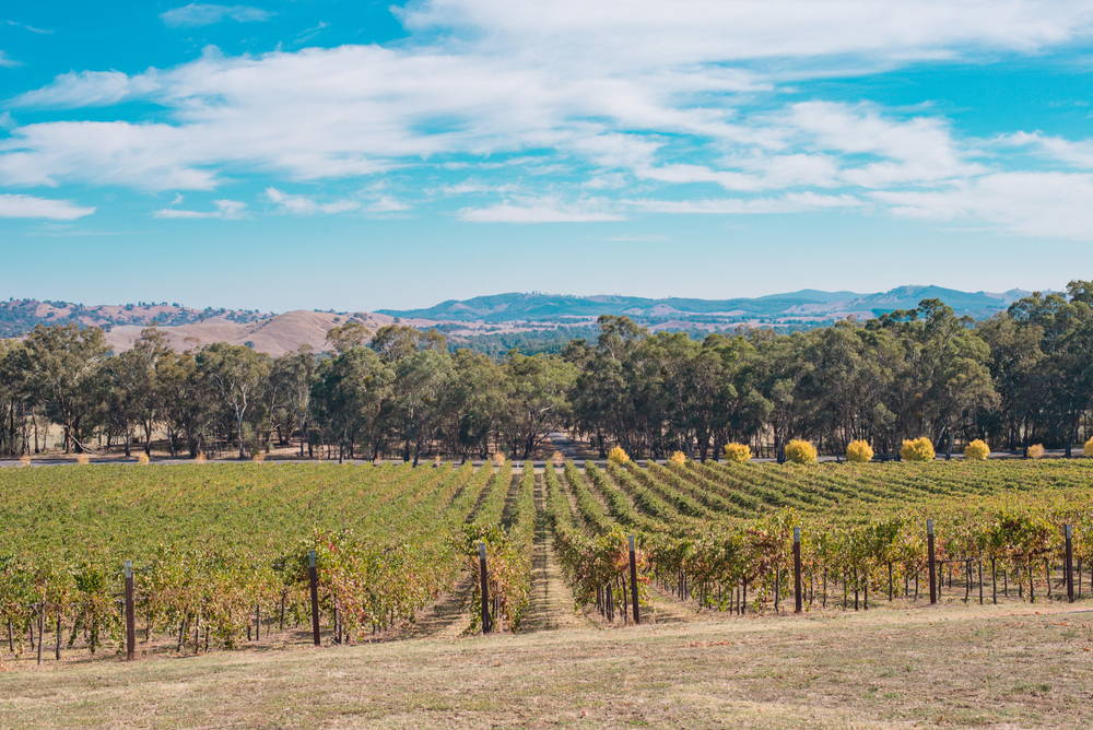 Your 2025 Guide to the Bendigo Wine Region VIC