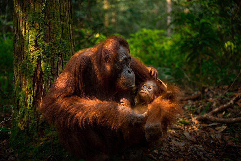 Orangutans-mobile.jpg