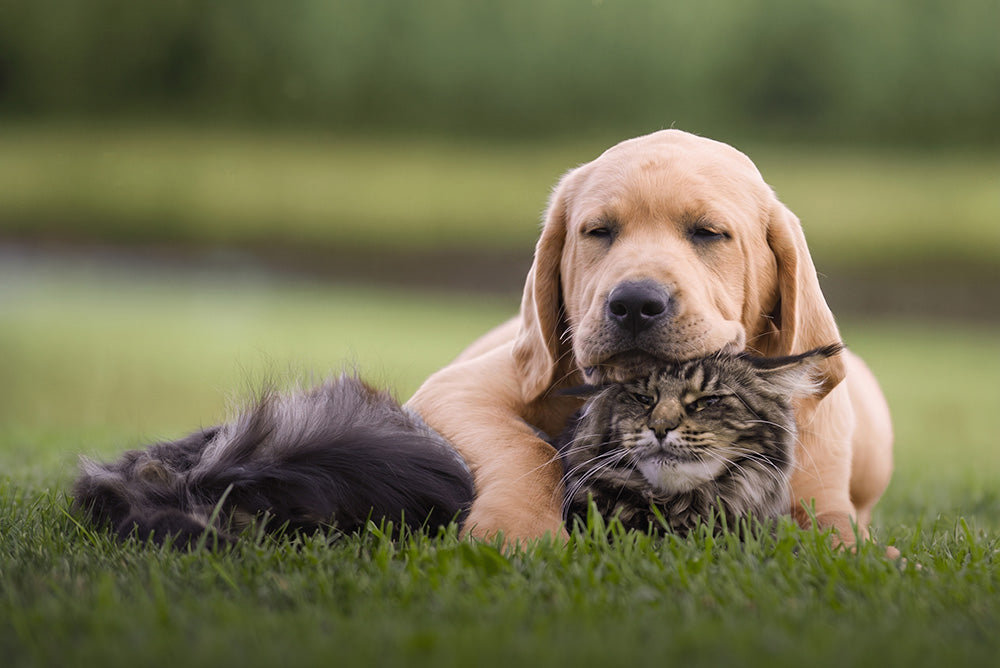 dogs-cats-mobile.jpg