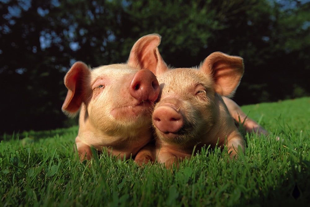 piglets-mobile.jpg